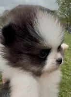 AKC Hopeful, a female Pomeranian for sale in Spokane, MO – Photo 2 of 10