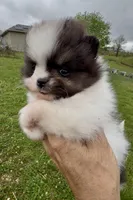 AKC Hopeful, a female Pomeranian for sale in Spokane, MO – Photo 8 of 10