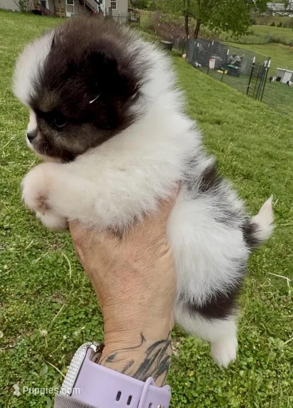 AKC Hopeful – Pomeranian puppy for sale in Spokane, MO