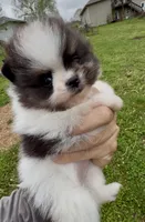 AKC Hopeful, a female Pomeranian for sale in Spokane, MO – Photo 3 of 10