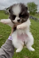 AKC Hopeful, a female Pomeranian for sale in Spokane, MO – Photo 6 of 10