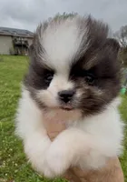 AKC Hopeful, a female Pomeranian for sale in Spokane, MO – Photo 7 of 10