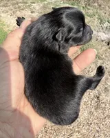 AKC Willow, a female Pomeranian for sale in Spokane, MO – Photo 5 of 8