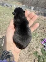 AKC Willow, a female Pomeranian for sale in Spokane, MO – Photo 8 of 8