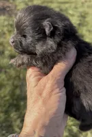 AKC Willow, a female Pomeranian for sale in Spokane, MO – Photo 8 of 10