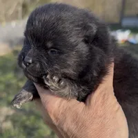 AKC Willow, a female Pomeranian for sale in Spokane, MO – Photo 4 of 10