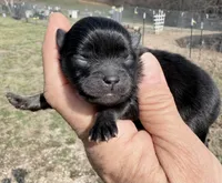 AKC Willow, a female Pomeranian for sale in Spokane, MO – Photo 4 of 8