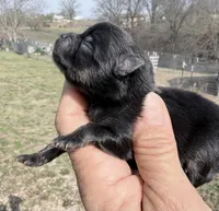 AKC Willow, a female Pomeranian for sale in Spokane, MO – Photo 6 of 8