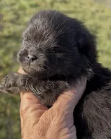 AKC Willow, a female Pomeranian for sale in Spokane, MO – Photo 2 of 10