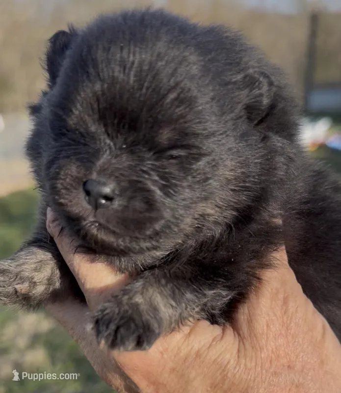 AKC Willow – Pomeranian puppy for sale in Spokane, MO