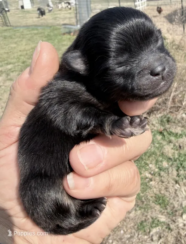 AKC Willow – Pomeranian puppy for sale in Spokane, MO