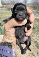 AKC Willow, a female Pomeranian for sale in Spokane, MO – Photo 7 of 8