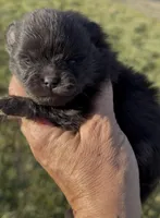 AKC Willow, a female Pomeranian for sale in Spokane, MO – Photo 6 of 10