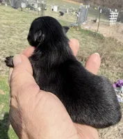 AKC Willow, a female Pomeranian for sale in Spokane, MO – Photo 3 of 8