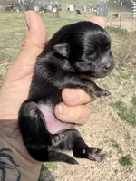 AKC Willow, a female Pomeranian for sale in Spokane, MO – Photo 2 of 8