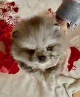 AKC Able, a male Pomeranian for sale in Spokane, MO – Photo 5 of 9