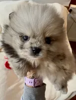 AKC Able, a male Pomeranian for sale in Spokane, MO – Photo 4 of 9