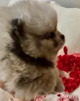 AKC Able, a male Pomeranian for sale in Spokane, MO – Photo 7 of 9