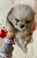 AKC Able, a male Pomeranian for sale in Spokane, MO – Photo 3 of 9