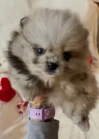 AKC Able, a male Pomeranian for sale in Spokane, MO – Photo 2 of 9