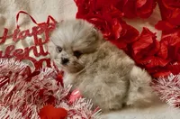 AKC Able, a male Pomeranian for sale in Spokane, MO – Photo 9 of 9