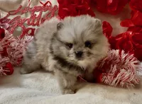 AKC Able, a male Pomeranian for sale in Spokane, MO – Photo 8 of 9