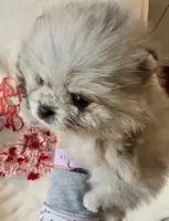 AKC Able, a male Pomeranian for sale in Spokane, MO – Photo 6 of 9