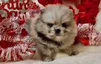 AKC Able, a male Pomeranian for sale in Spokane, MO – Photo 1 of 9