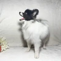 AKC Kenzie, a female Pomeranian for sale in Spokane, MO – Photo 4 of 7