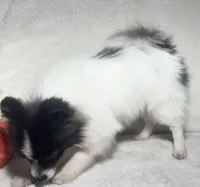 AKC Kenzie, a female Pomeranian for sale in Spokane, MO – Photo 5 of 7