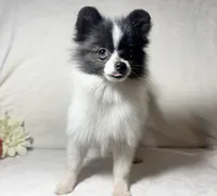 AKC Kenzie, a female Pomeranian for sale in Spokane, MO – Photo 7 of 7