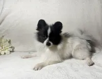 AKC Kenzie, a female Pomeranian for sale in Spokane, MO – Photo 2 of 7