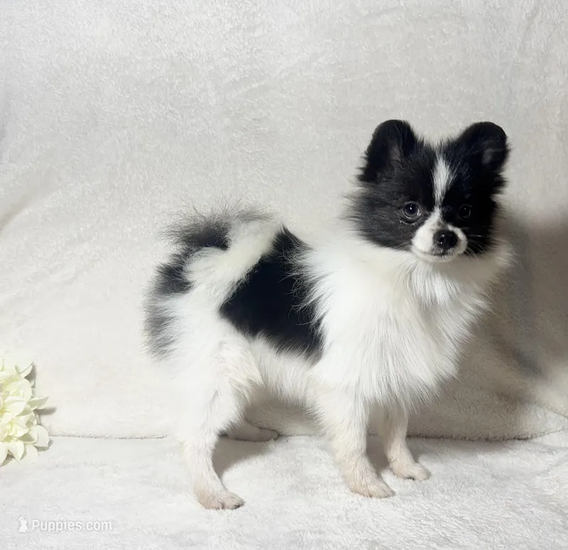 AKC Kenzie, a female Pomeranian for sale in Spokane, MO – Photo 1 of 7