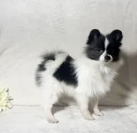 AKC Kenzie, a female Pomeranian for sale in Spokane, MO – Photo 1 of 7