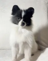 AKC Kenzie, a female Pomeranian for sale in Spokane, MO – Photo 3 of 7