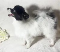 AKC Kenzie, a female Pomeranian for sale in Spokane, MO – Photo 6 of 7