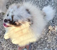 AKC Otto, a male Pomeranian for sale in Spokane, MO – 6 of 10