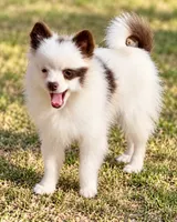 AKC Panda, a female Pomeranian for sale in Spokane, MO – 8 of 10