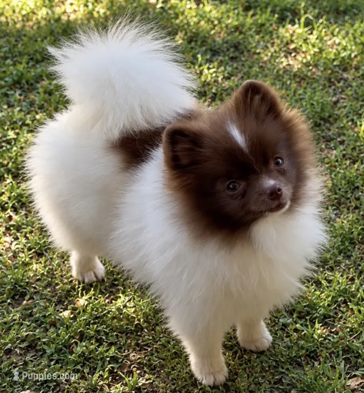 AKC Lilly – Pomeranian puppy for sale in Spokane, MO