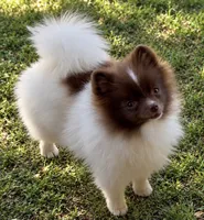 AKC Lilly, a female Pomeranian for sale in Spokane, MO – 1 of 10