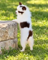 AKC Panda, a female Pomeranian for sale in Spokane, MO – 1 of 10
