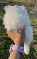 AKC Glimmer, a female Pomeranian for sale in Spokane, MO – Photo 5 of 8