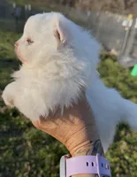 AKC Glimmer, a female Pomeranian for sale in Spokane, MO – Photo 3 of 8