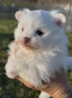 AKC Glimmer, a female Pomeranian for sale in Spokane, MO – Photo 2 of 8