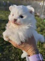 AKC Glimmer, a female Pomeranian for sale in Spokane, MO – Photo 7 of 8