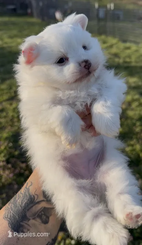 AKC Glimmer – Pomeranian puppy for sale in Spokane, MO