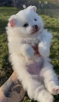 AKC Glimmer, a female Pomeranian for sale in Spokane, MO – Photo 1 of 8