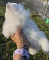 AKC Glimmer, a female Pomeranian for sale in Spokane, MO – Photo 8 of 8