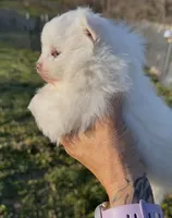 AKC Glimmer, a female Pomeranian for sale in Spokane, MO – Photo 6 of 8