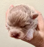 AKC Lucky, a male Pomeranian for sale in Spokane, MO – Photo 2 of 8